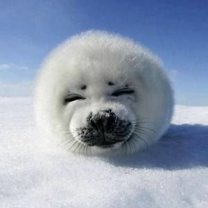 Meet your Posher, Meijie